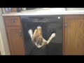 Bella jumping for a pretzel