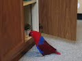My Eclectus getting into my pan cupboard My Eclectus getting into my pan cupboard
