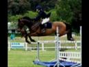 Awesome Horses Awesome Horses