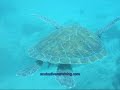 See video