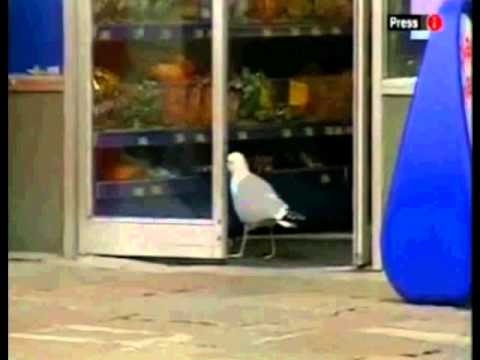SeaGuile's theme goes with stealing doritos