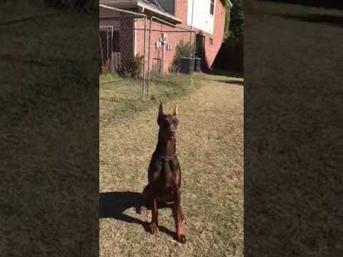 Nivana top European Doberman