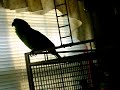 Baby the Yellow Naped Amazon