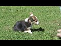 Sidney-Wendy Puppies at 11 Weeks