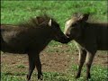 Fooled by Nature - Wart Hog Warriors Fooled by Nature - Wart Hog Warriors