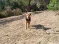 Airedale Terrier video