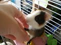 Mi cobaya Lili deseando que la acaricien