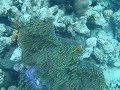 Swimming With Nemo In Maldives