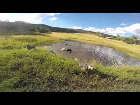 Wanabe Ranch Dogs on a Summer Day