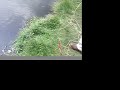 fly fishing biggest trout