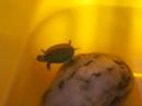 le-mie-trachemys.html