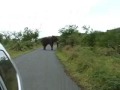 elephant chasing the car
