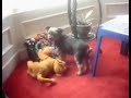 CHARVER DOGS FROM HELL CHARVER DOGS FROM HELL