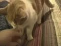 ボール猫動画