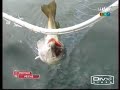Peche de gros lieus sur epaves Normandes Peche de gros lieus sur epaves Normandes