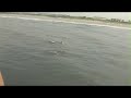 Delfiny Atlantic