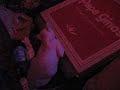 Sphynx Cat Meets Pizza