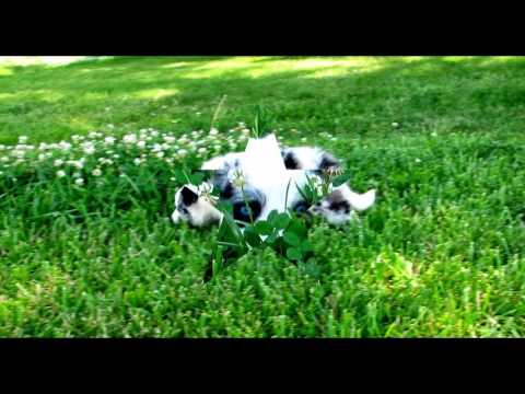 Playful Border Collie Puppies