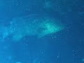 Goliath Grouper at 107 feet on Caster Shipwreck, Boynton Beach, FL 22 Nov 09 Part II