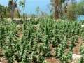 Ganja Tours in Negril Jamaica with JamaicaMAX.com