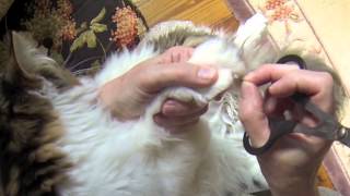 Nail Trimming Tutorial