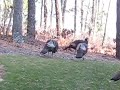 More backyard turkeys December 17 in Mashpee, MA at Hunt's