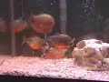 ?????Piranhas ?????Piranhas
