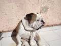 videos de mack mackie bulldog ingles