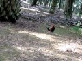 Ayam Hutan #1.AVI