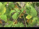 How to ID Aesculus parviflora
