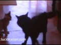 NWA Bodycount tribute:  Bengal kitten vs. black cat!