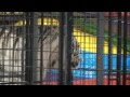 Shrine Circus Tigers 2012 pt 2