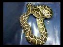 my burmese python eating BIG rat part 2