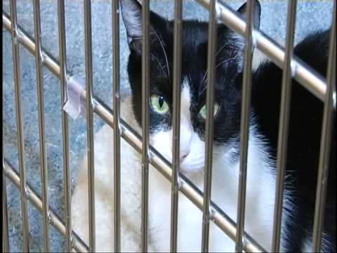 sfspca - An interview with the then-head of the SF SPCA about how money was being spent with the new $30 million hospital.