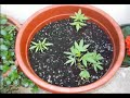 briconsejo: cultivar Marihuana