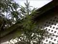 briconsejo: cultivar Marihuana