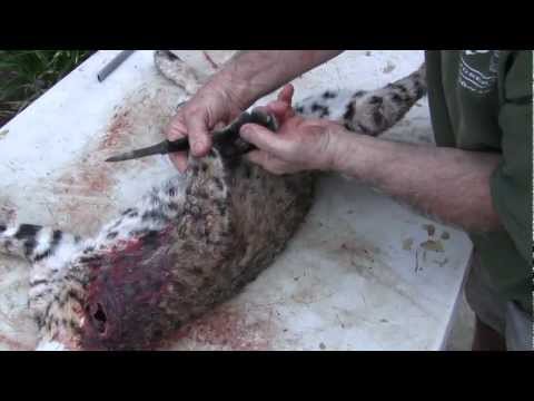 how to properly skin a bobcat