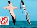 Ver Video