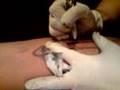 dallas tattos gangs