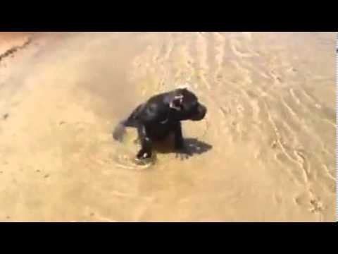 All Black Cane Corso Female