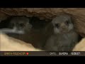 Meerkat baby-sitters take charge Meerkat baby-sitters take charge