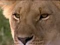 Mongoose family surrouned by lion pride - BBC wildlife