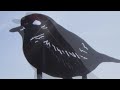 [HD] ♥♥♫ Stranger on the Shore - by Peter Nero
