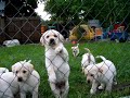 The Little Movie Stars