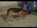 Dancing dog