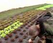 Biobauer - frisches Gemüse aus dem Gewächshaus (wm.tv)