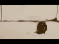 Gabriel-and-the-Vaga