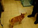 柴犬動画