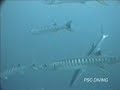 Sipadan Diving???????????