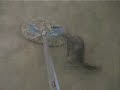 Ferret Ghost Rides the Mop